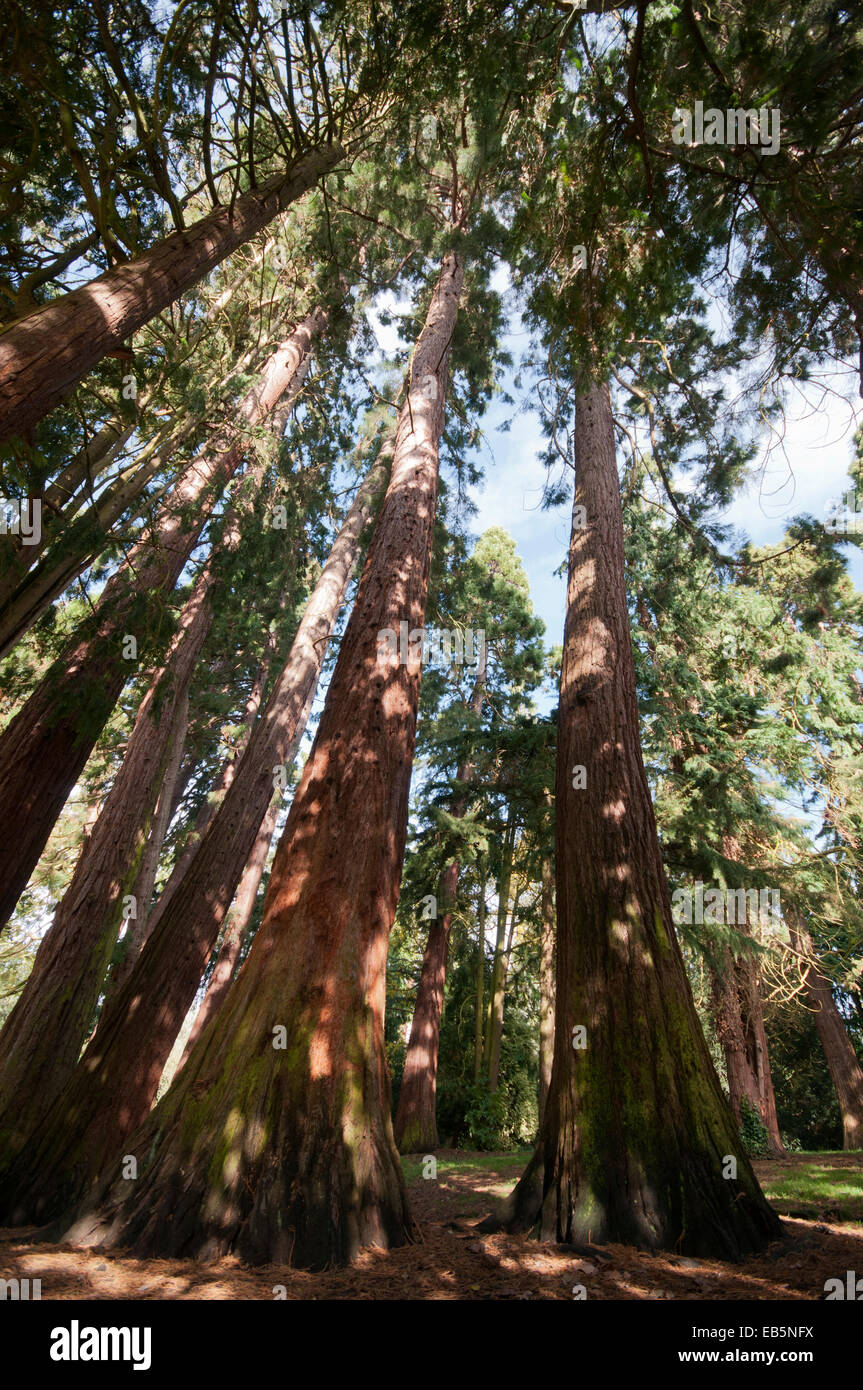 SEQUOIADENDRON GIGANTEUM Foto Stock