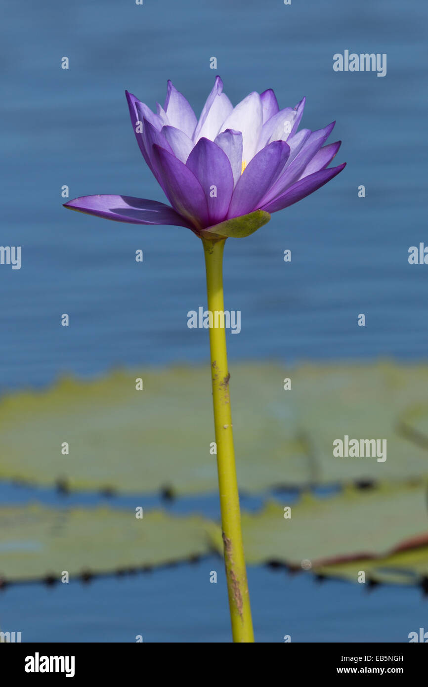 Ninfea blu (Nymphaea violacea) fiore Foto Stock