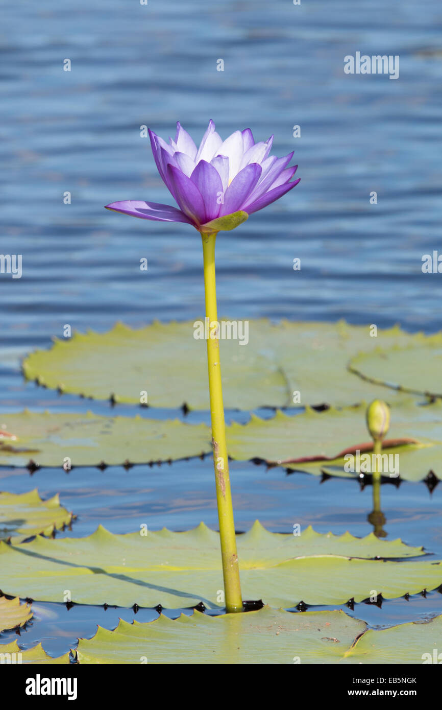 Ninfea blu (Nymphaea violacea) fiore Foto Stock