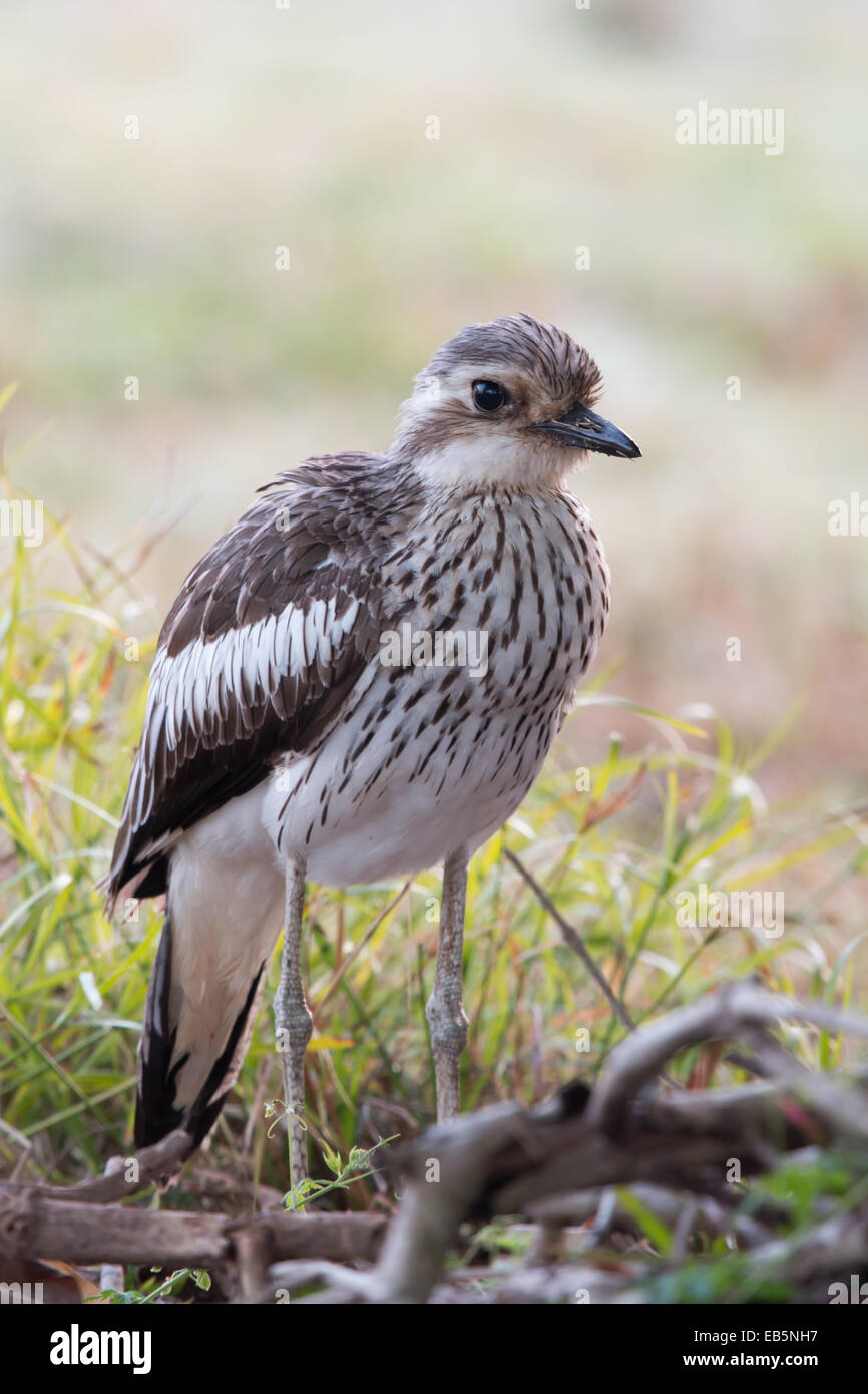 Bush in pietra (curlew Burhinus grallarius) di appoggio in ombra durante il giorno Foto Stock