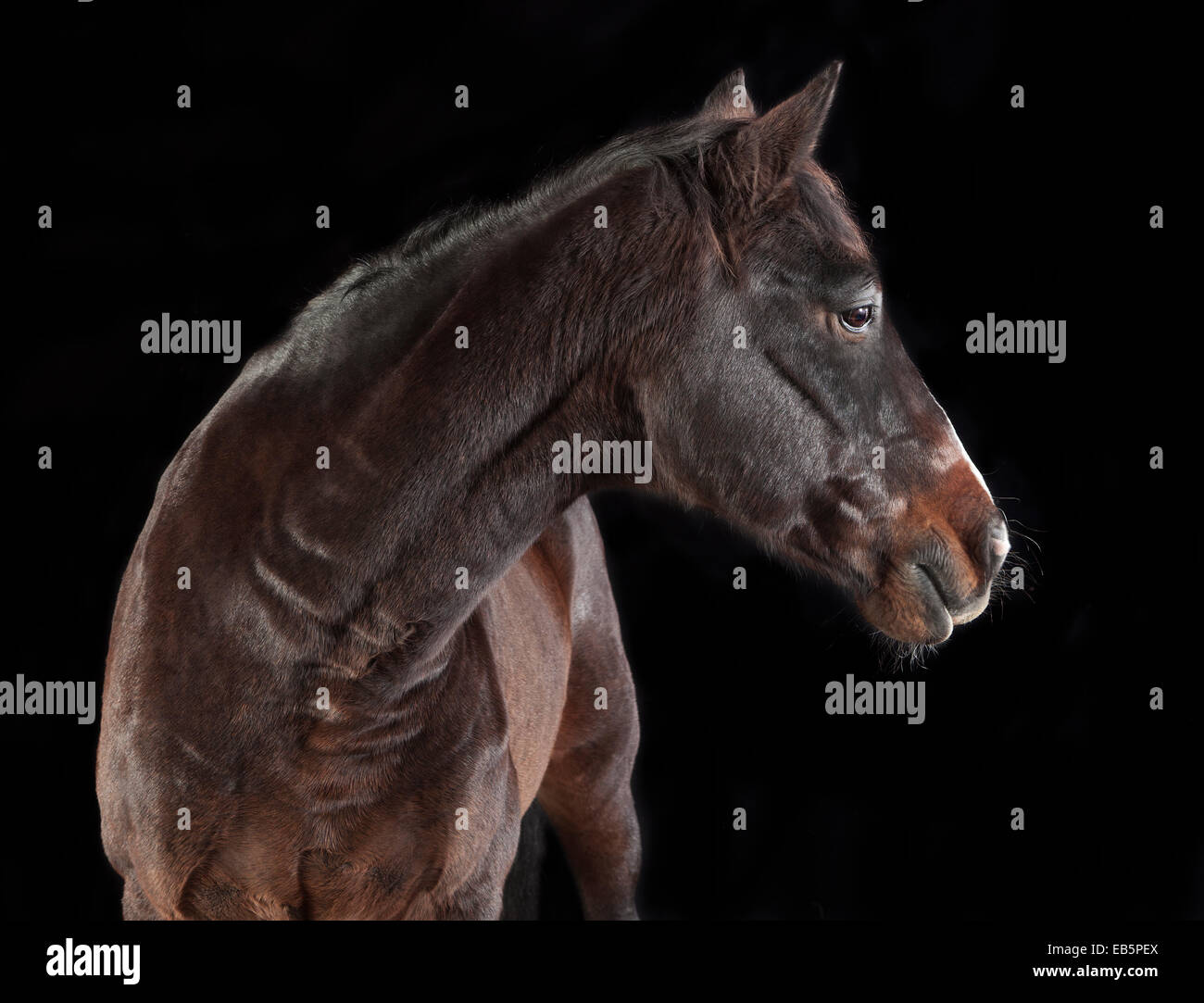 Marrone a cavallo di razza Holsteiner guardando al lato su sfondo nero Foto Stock