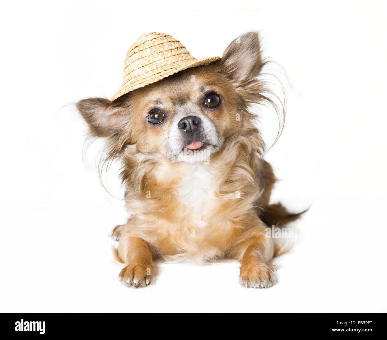 Piccolo marrone chihuahua cane con cappello di paglia, sfondo bianco Foto Stock