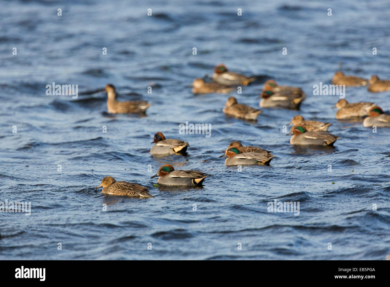 Teal; Anas crecca; gregge; inverno; Regno Unito Foto Stock