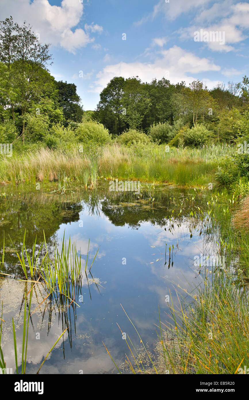 Washington Wetland Centre; Tyne and Wear, Regno Unito Foto Stock