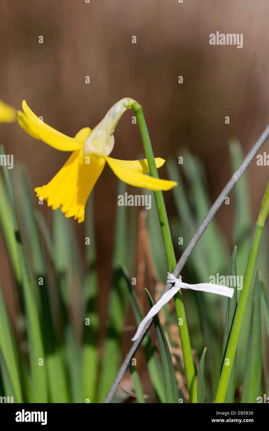 Daffodil; tenuto fermo dal filo e pane sacchetto tag; Regno Unito Foto Stock