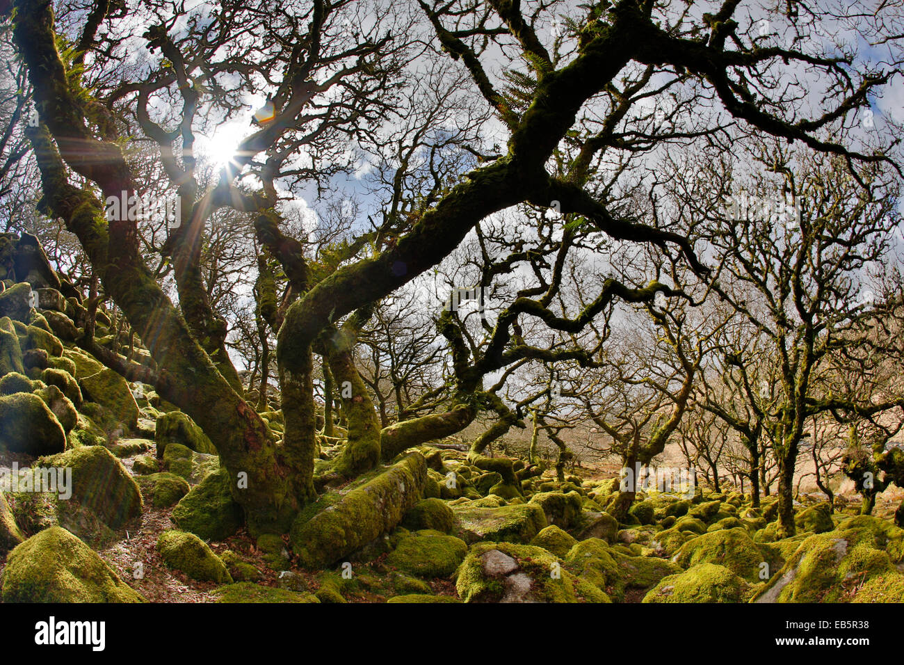 Wistman il legno;; Dartmoor Devon, Regno Unito Foto Stock