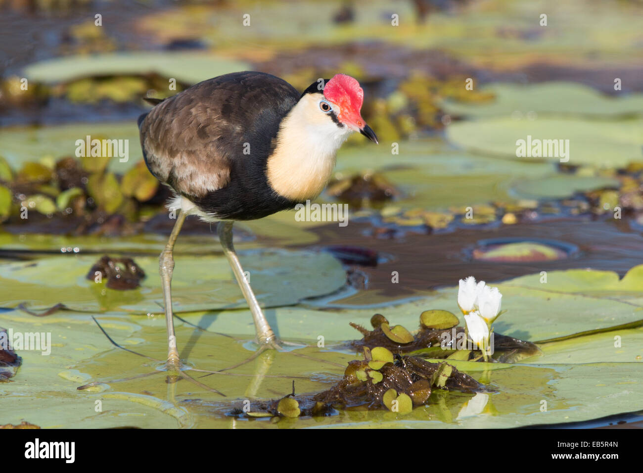 Pettine-crested Jacana (Irediparra gallinacea) camminando su acqua giglio lascia Foto Stock