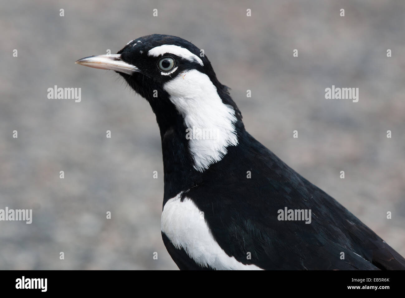 Gazza-lark (Grallina cyanoleuca) Foto Stock