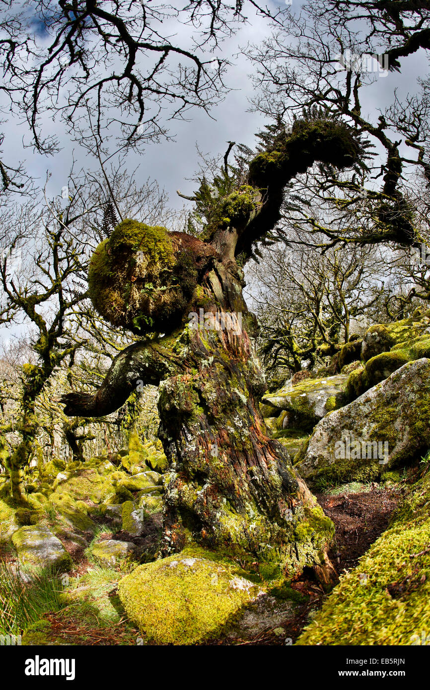 Wistman il legno;; Dartmoor Devon, Regno Unito Foto Stock