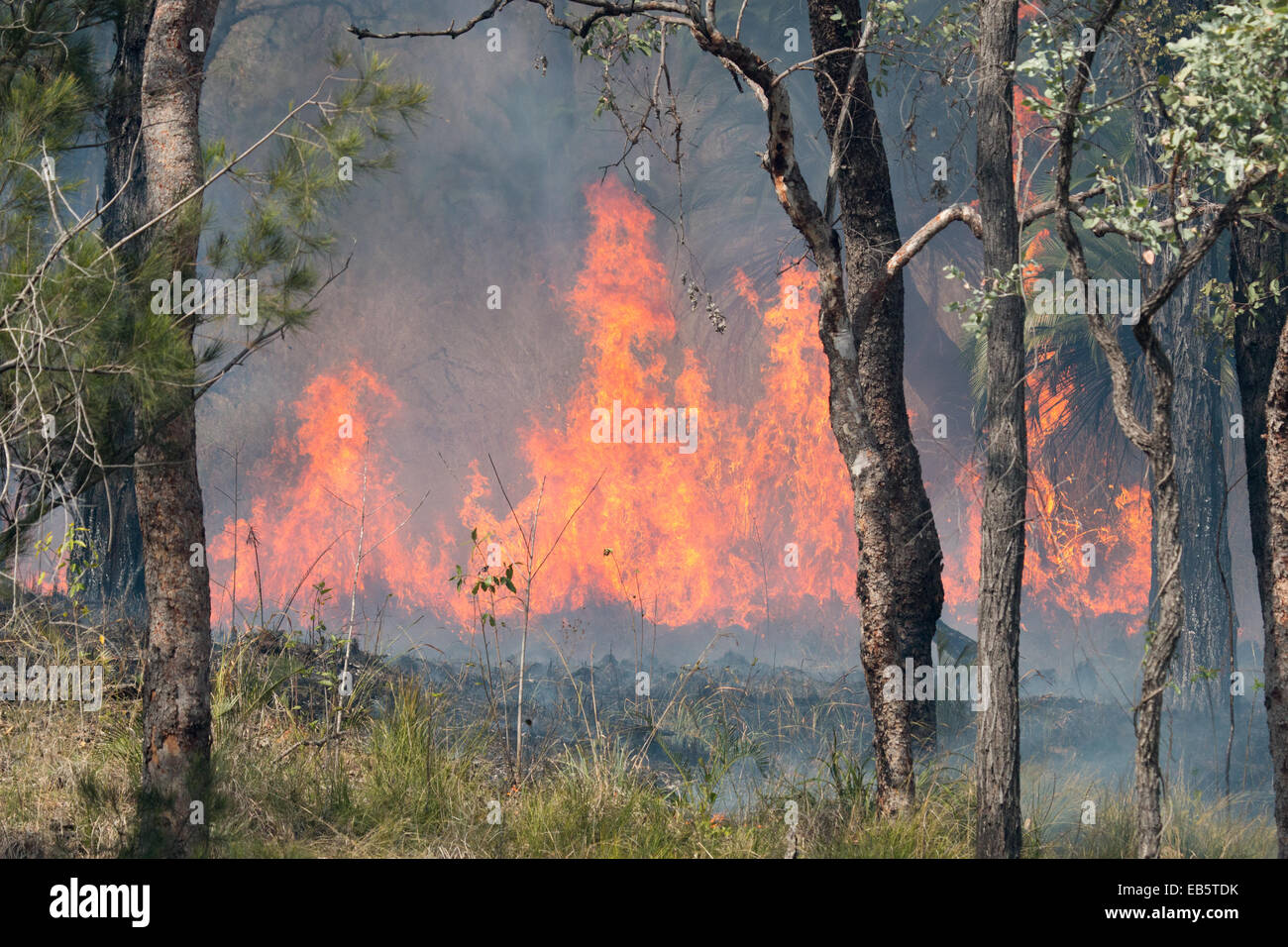 Controllato Australian Bush fire Foto Stock