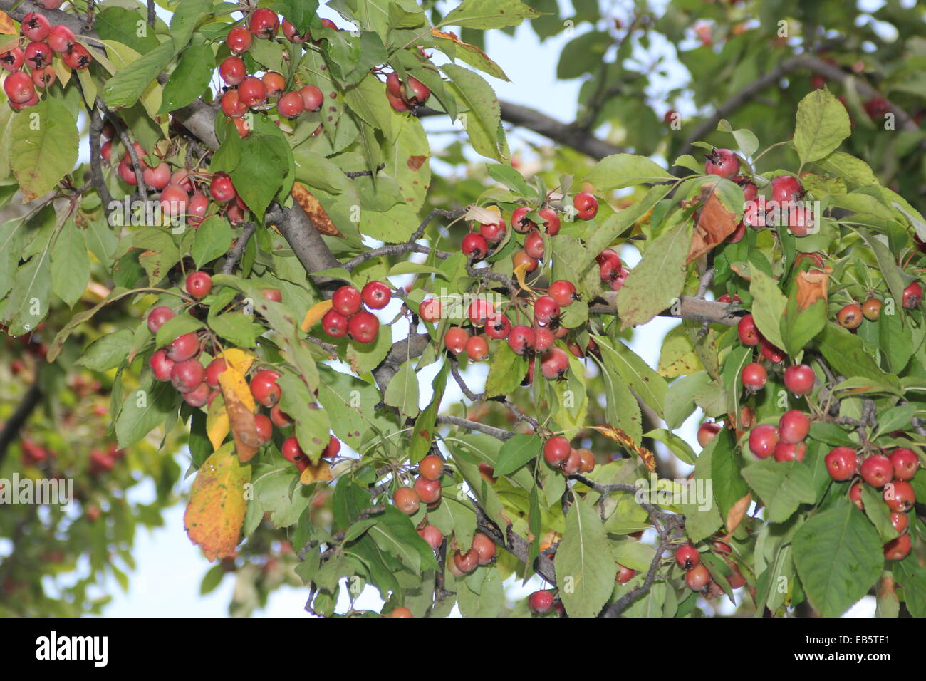 Granchio rosso-mele riempiendo i rami di un albero in Ontario rurale di metà autunno Foto Stock