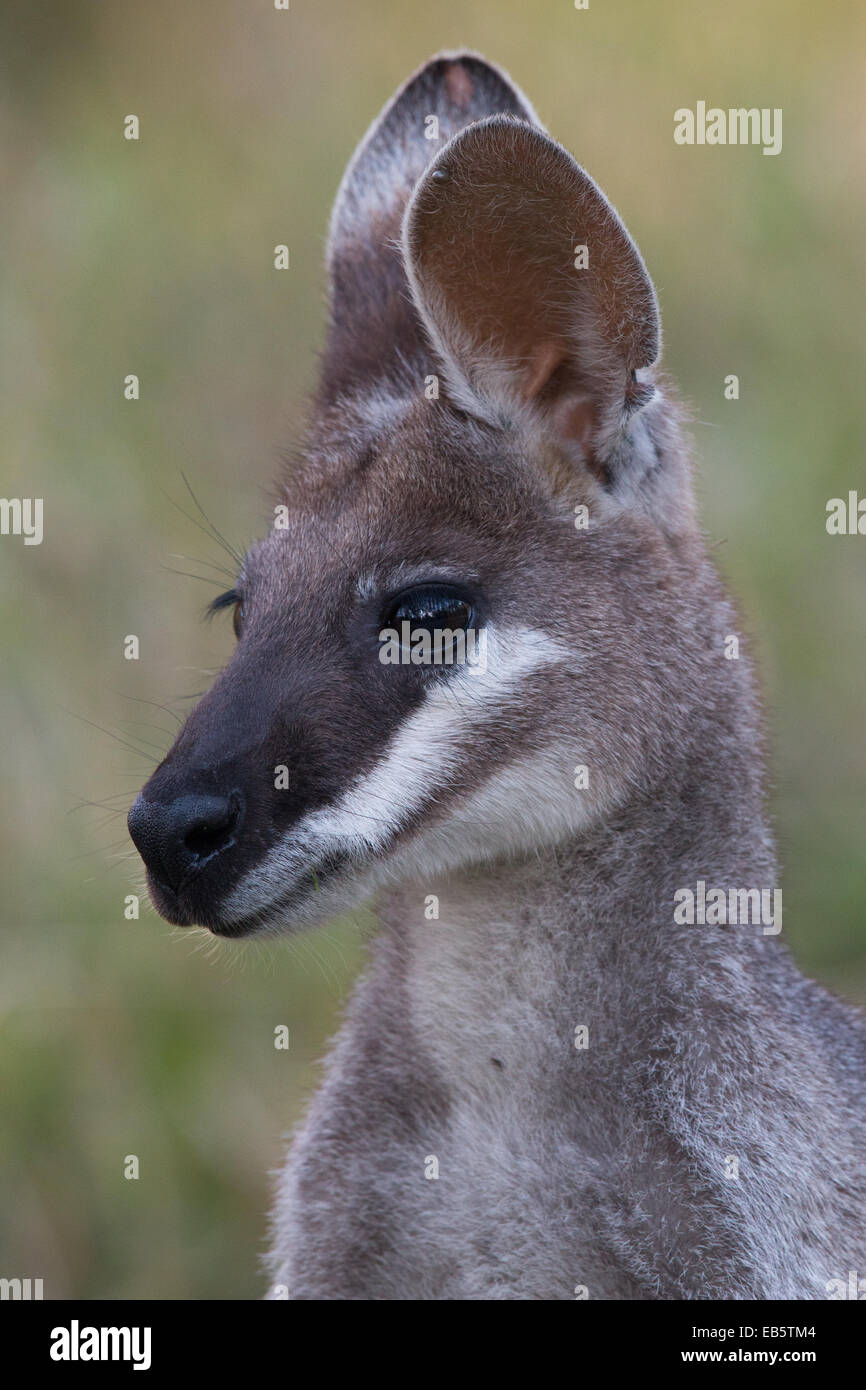 Whiptail Wallaby (Macropus parryi) - noto anche come Pretty-face Wallaby Foto Stock