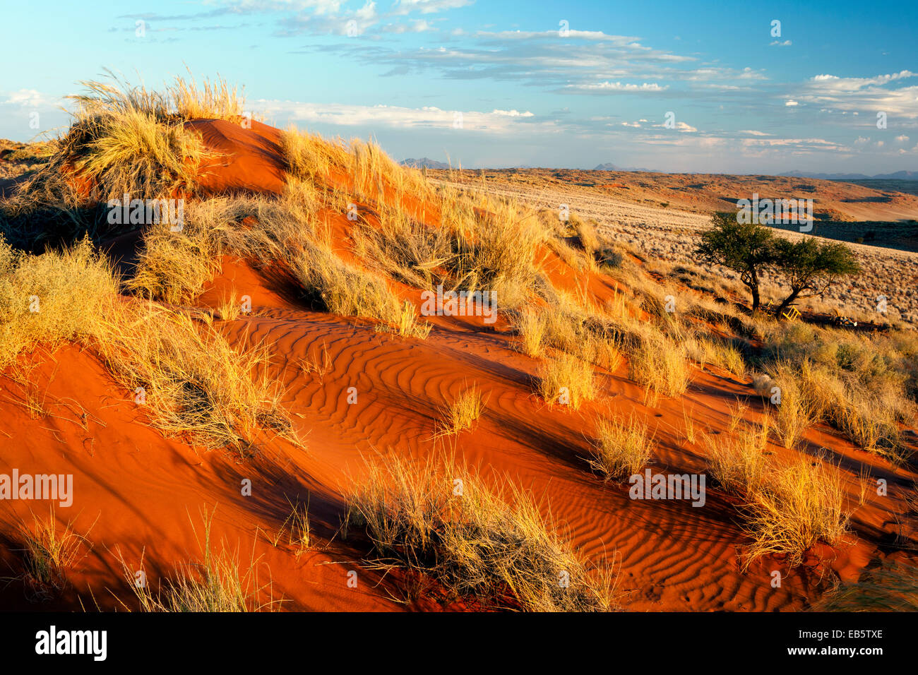 Paesaggio Wolwedans - NamibRand Riserva Naturale - Regione di Hardap, Namibia, Africa Foto Stock