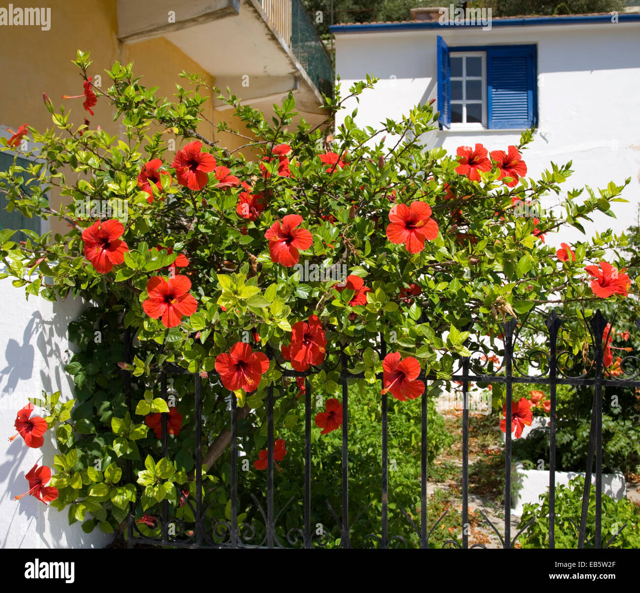 Vathi, Itaca, Isole Ionie, Grecia. Hibiscus rosa-sinensis in fiore al di fuori di una casa in paese. Foto Stock