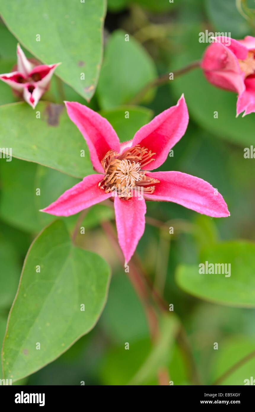 Crimson clematis (Clematis texensis "princess diana' syn. clematis texensis "principessa di Galles') Foto Stock