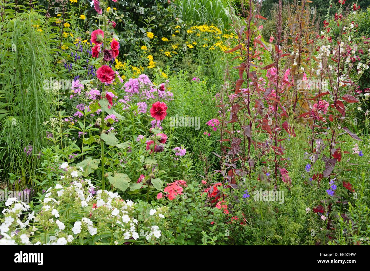 Hollyhock comune (Alcea rosea), giardino phlox (Phlox paniculata) e red garden orache (Atriplex hortensis var. rubra) Foto Stock