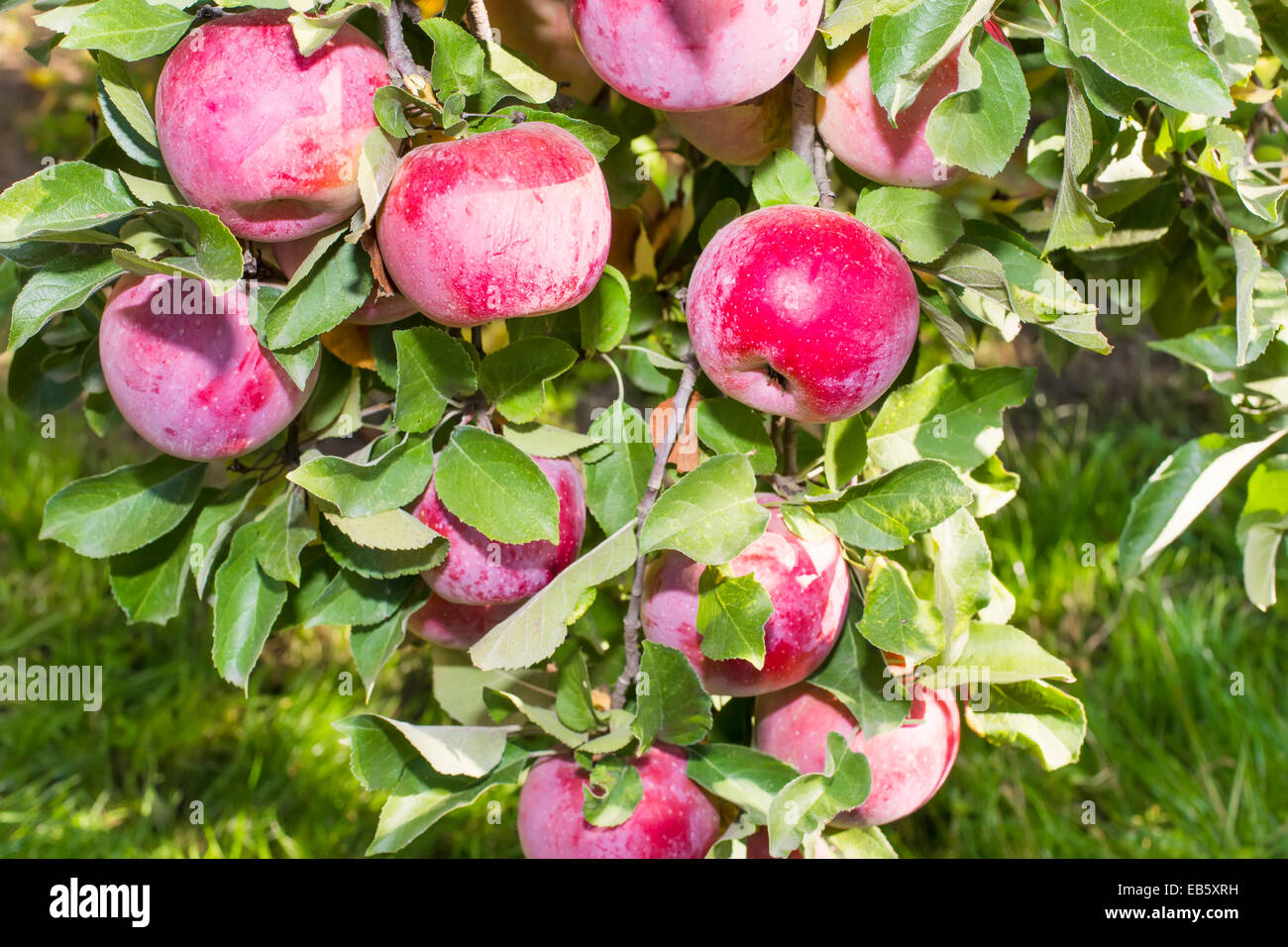 Rossi mele mature su apple tree e spiumate nel cestello Foto Stock