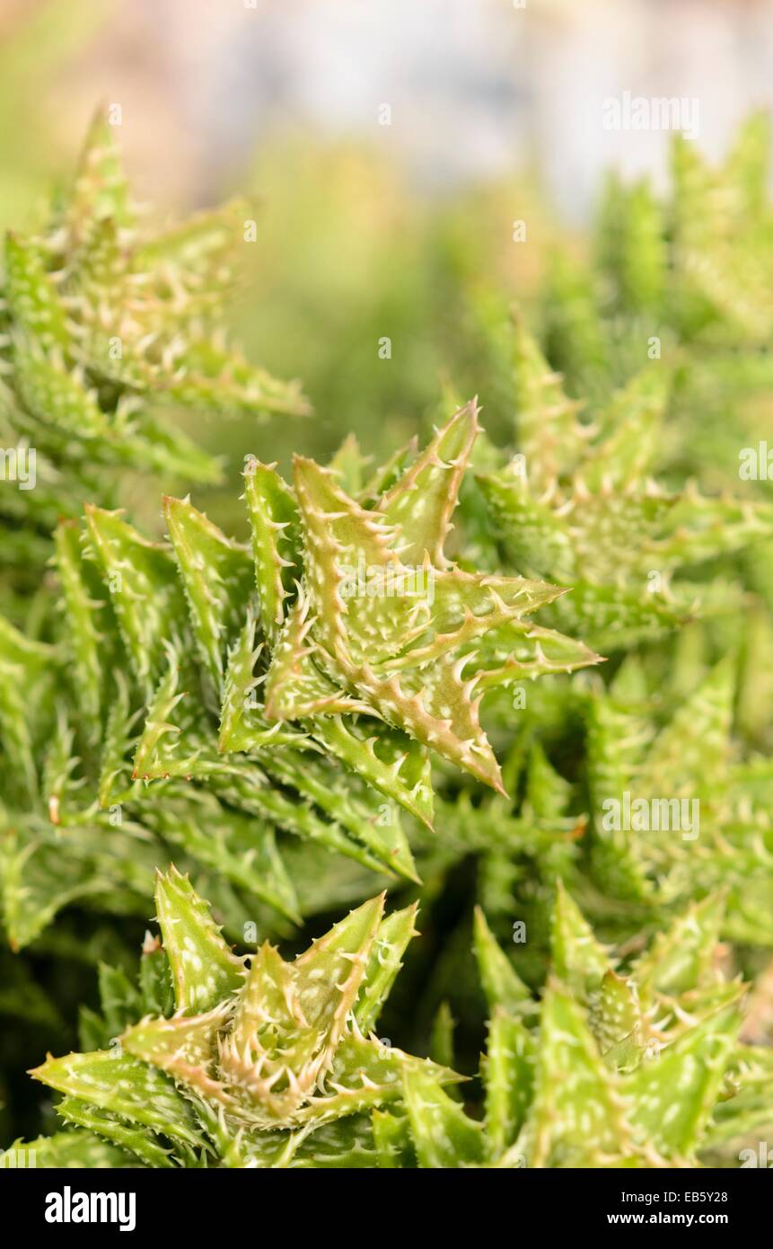 Aloe (aloe juvenna) Foto Stock