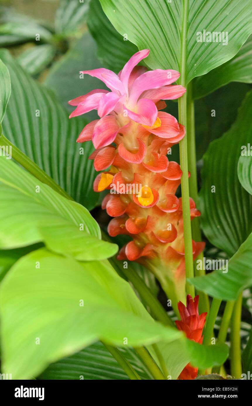 Thai tulip (curcuma gingerstar torcia rossa) Foto Stock