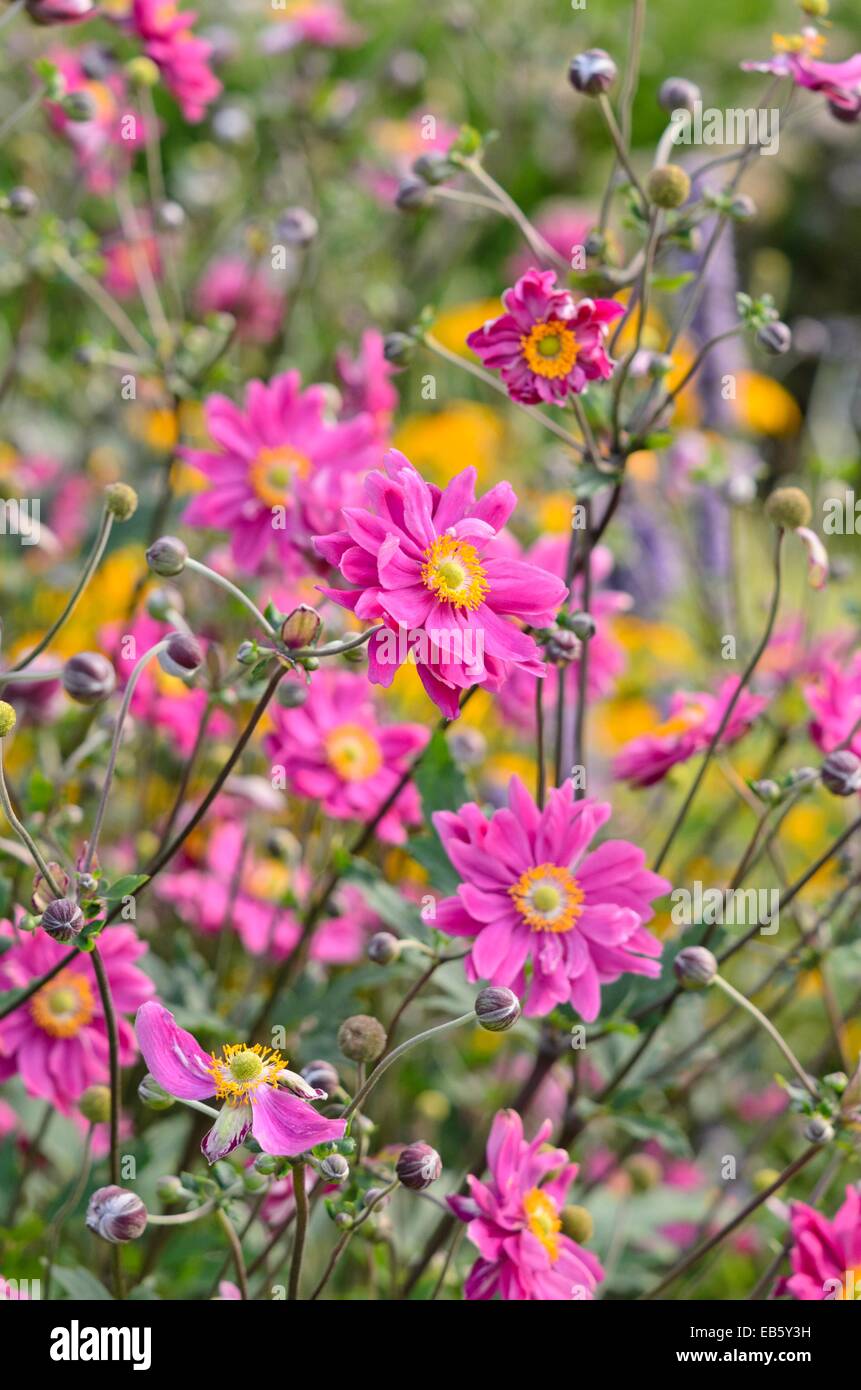 Giapponese (anemone hupehensis Anemone var. japonica 'Bressingham Glow") Foto Stock