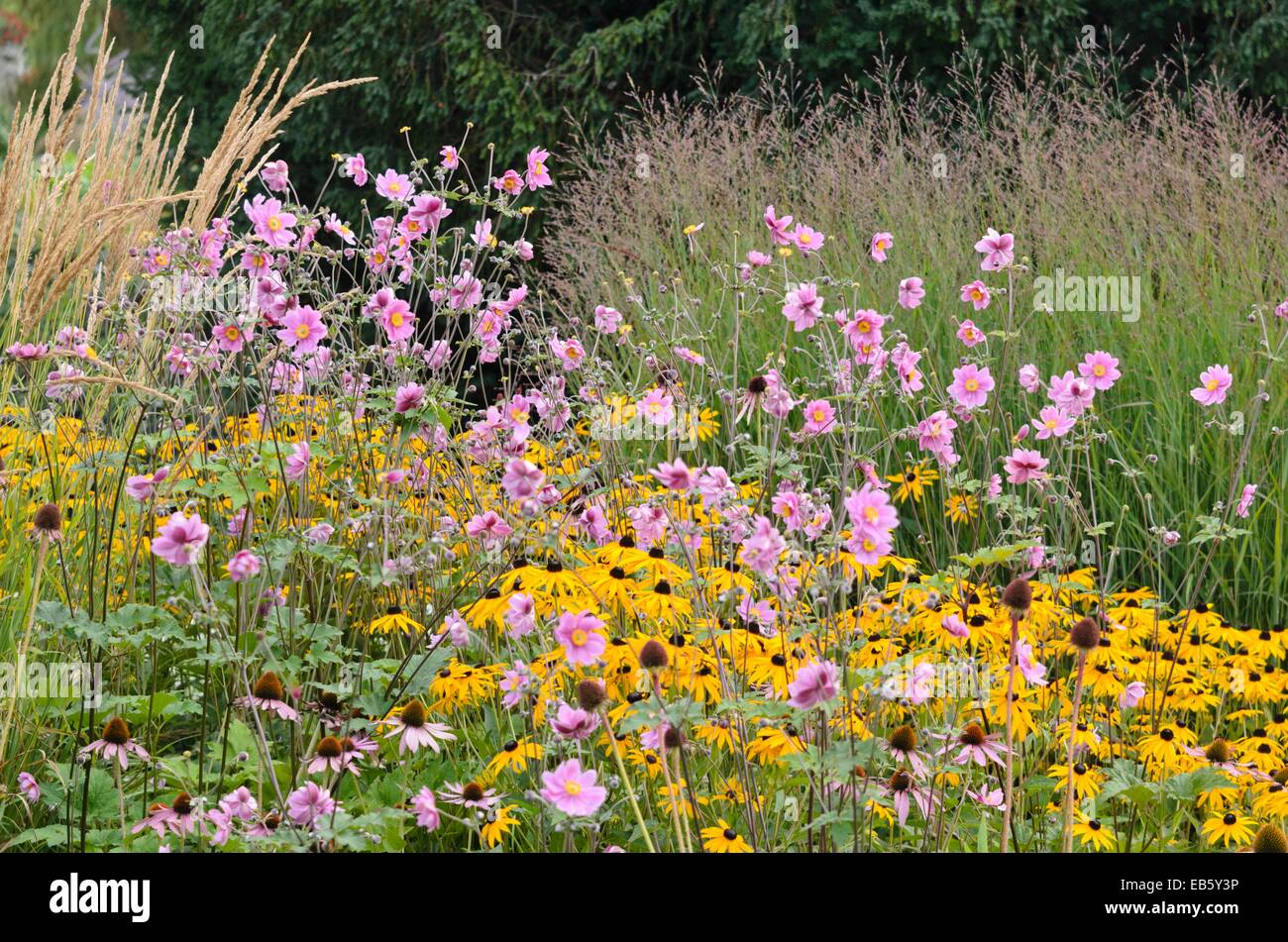 Anemone giapponese (Anemone hupehensis var. Japonica) e fiore di cono arancione (Rudbeckia fulgida) Foto Stock