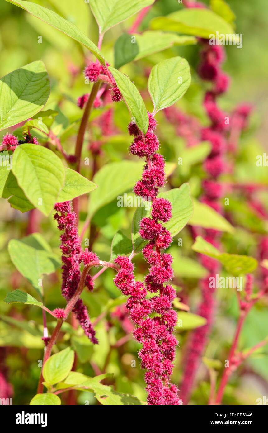 Amore giace spurgo (amaranthus caudatus) Foto Stock