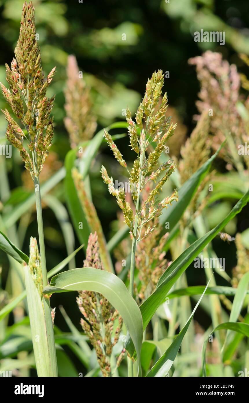 Sorghum bicolor Foto Stock