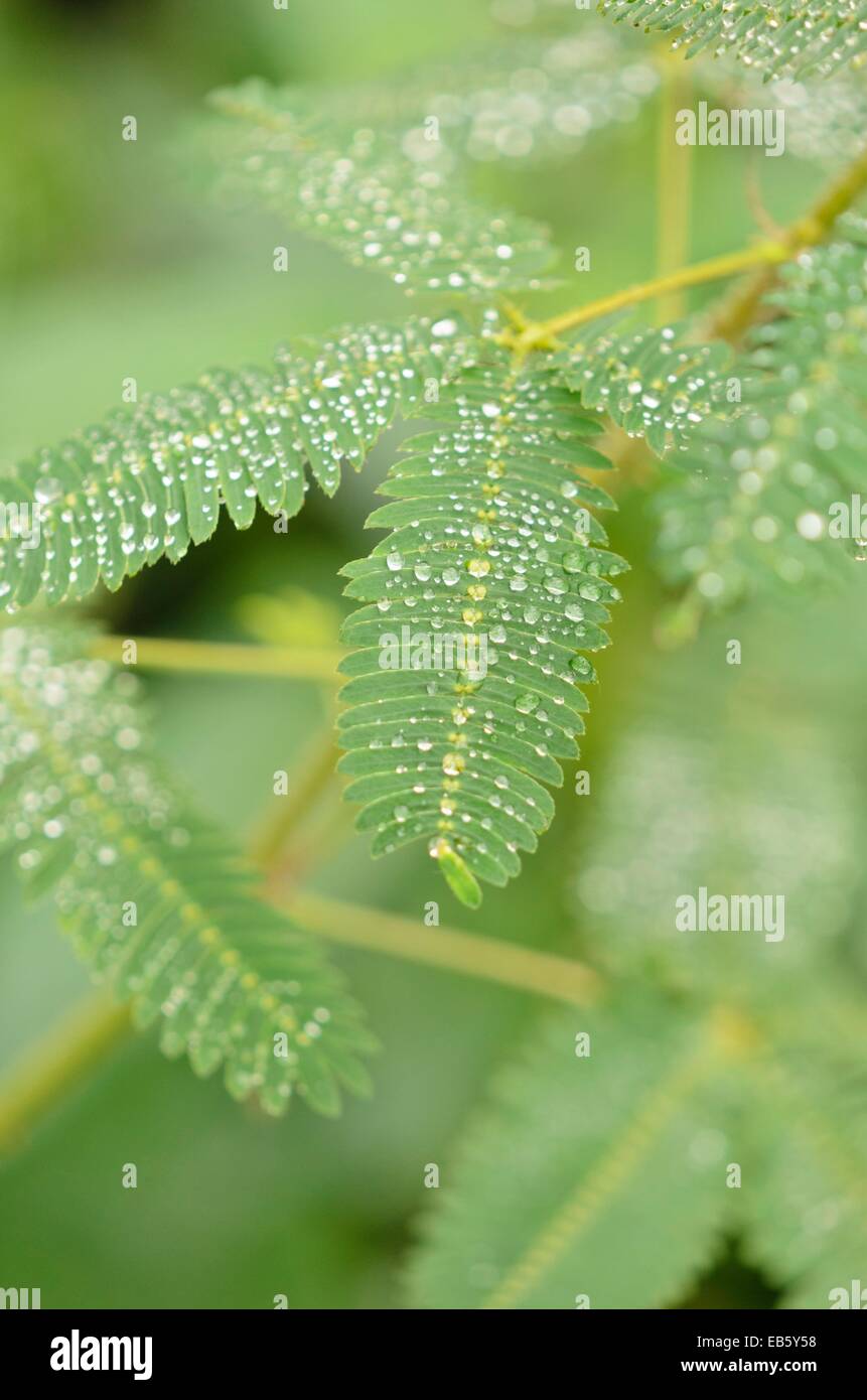 Impianto sensibili (mimosa pudica) Foto Stock