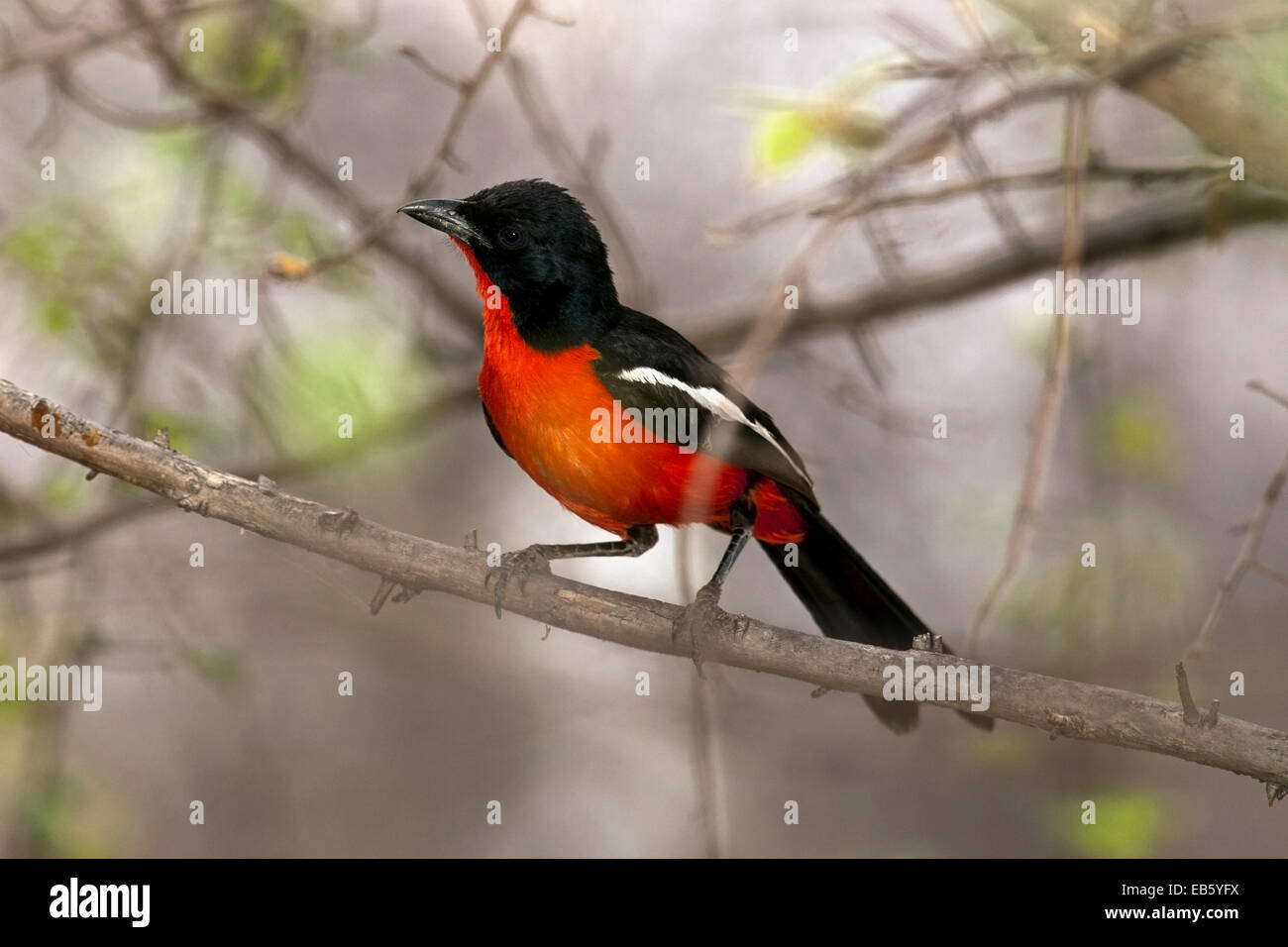 Crimson-Breasted Shrike (Laniarius atrococcineus) - Mushara Outpost, vicino al Parco Nazionale di Etosha, Namibia, Africa Foto Stock