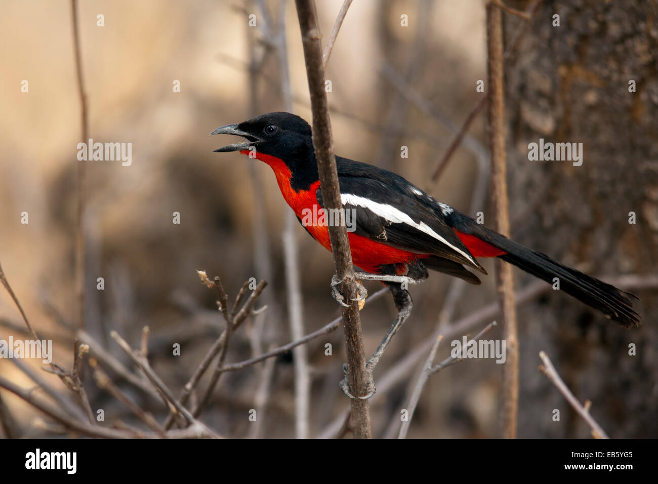 Crimson-Breasted Shrike (Laniarius atrococcineus) - Mushara Outpost, vicino al Parco Nazionale di Etosha, Namibia, Africa Foto Stock