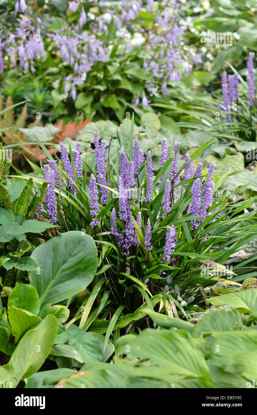 Big Blue lily turf (liriope muscari) Foto Stock