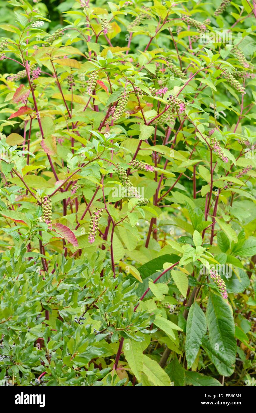 American pokeweed (phytolacca americana) Foto Stock