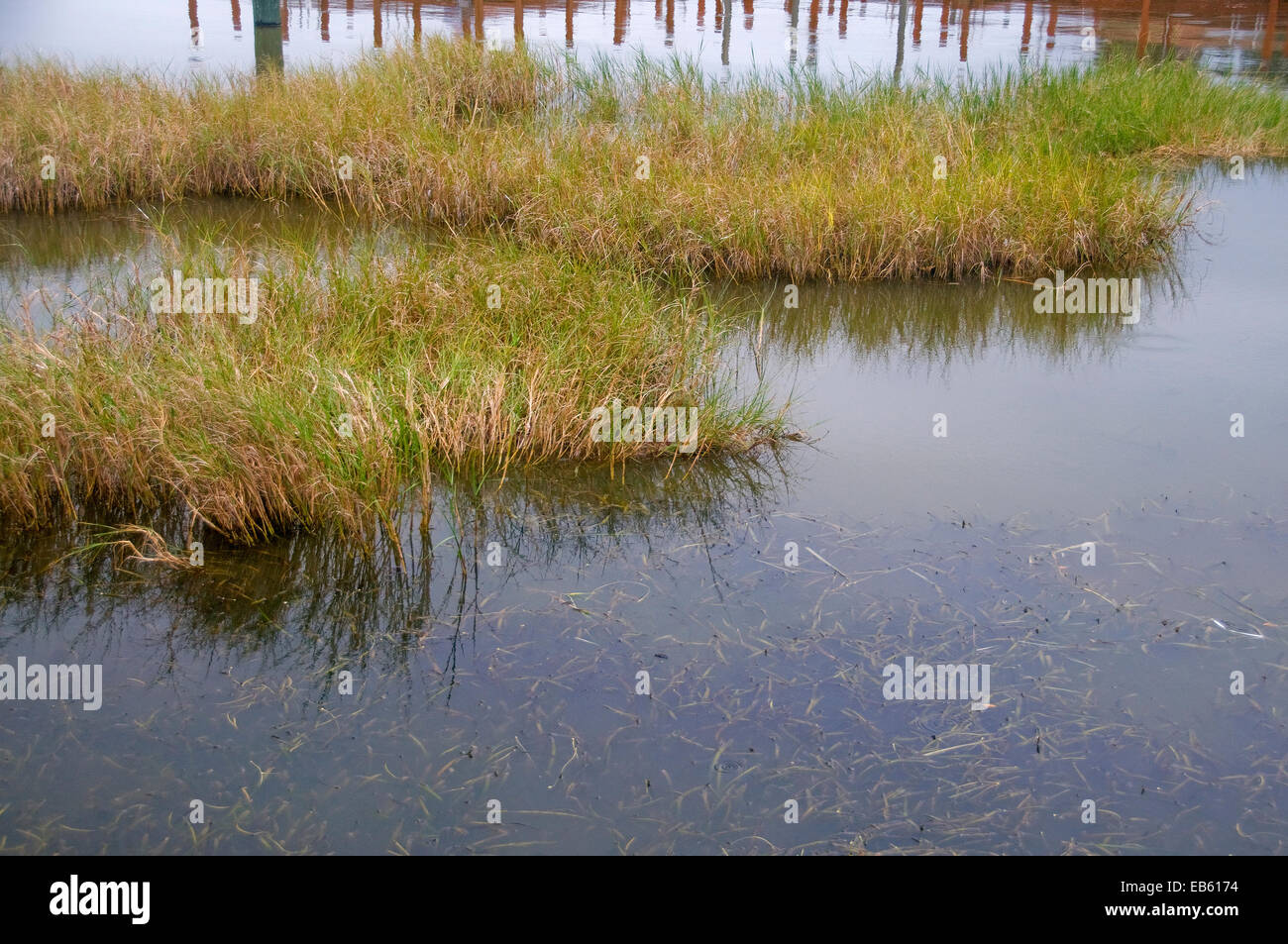 Varie vegetazione acquatica è abbondante in Florida poco profonda bass-riempita acque. Foto Stock