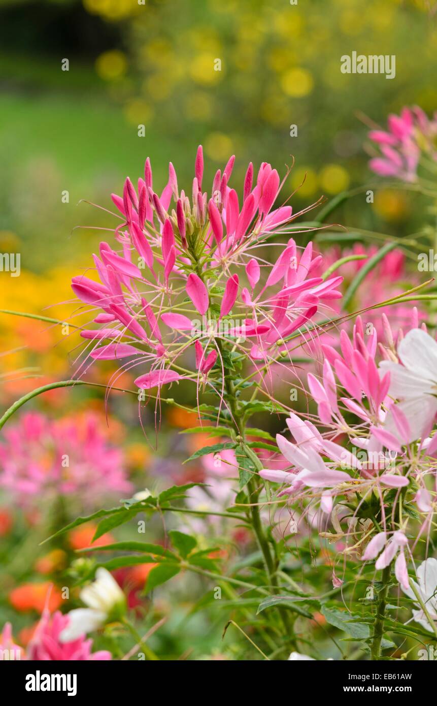 Fiore di ragno (tarenaya hassleriana syn. cleome hassleriana) Foto Stock