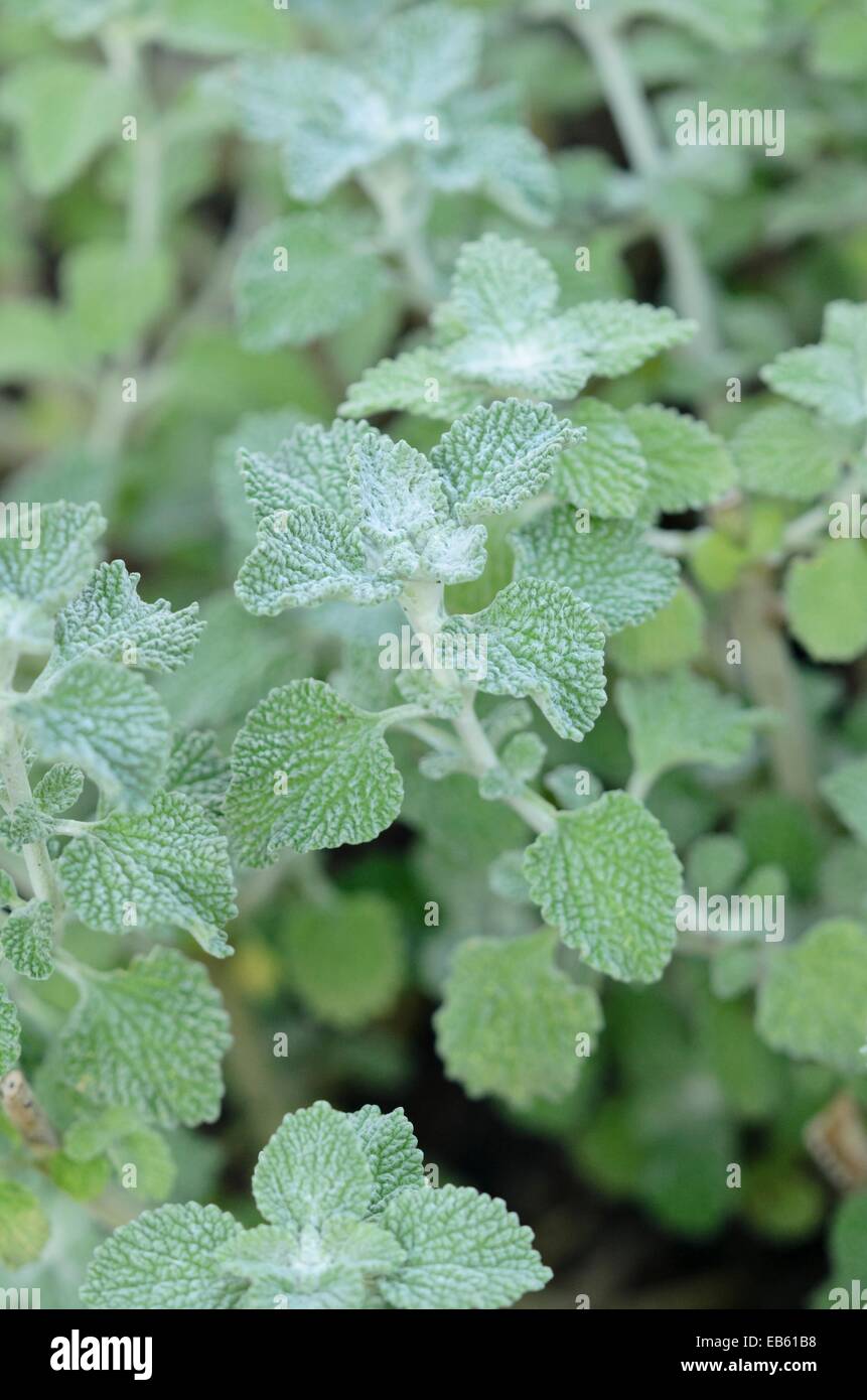 Marrubio comune (marrubium vulgare) Foto Stock