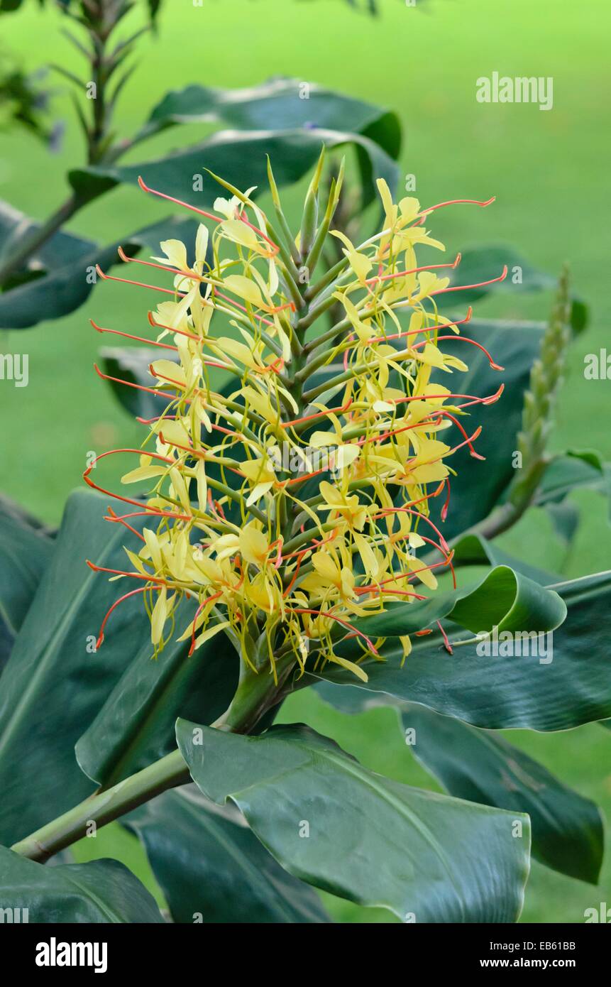 Lo zenzero kahili (hedychium gardnerianum) Foto Stock