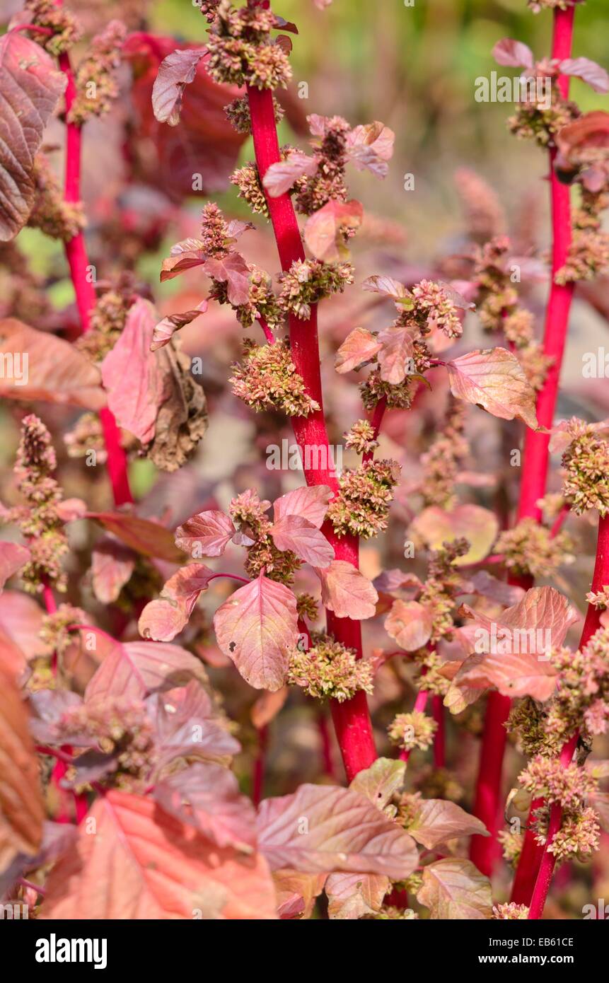 Amaranth (Amaranthus lividus var. Rubrum) Foto Stock