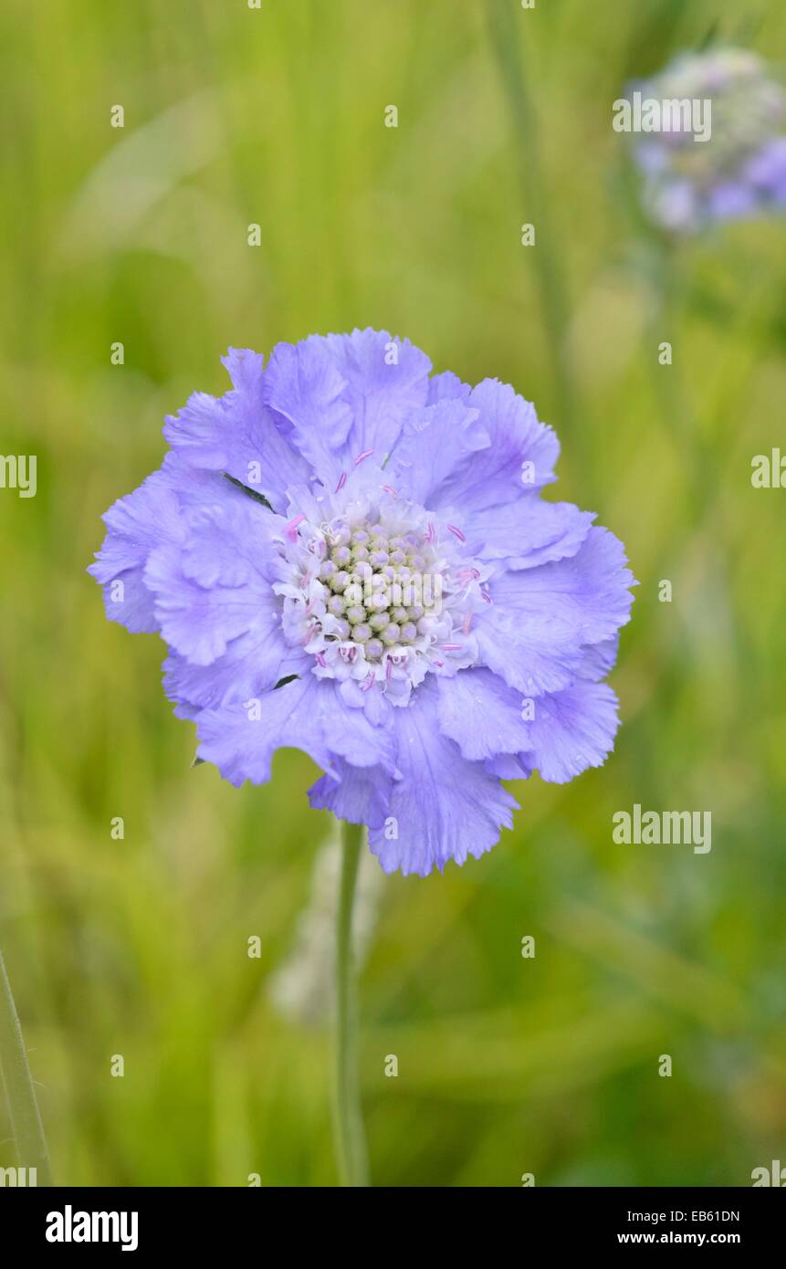 Puntaspilli caucasica fiore (scabiosa caucasica " blauer atlas") Foto Stock