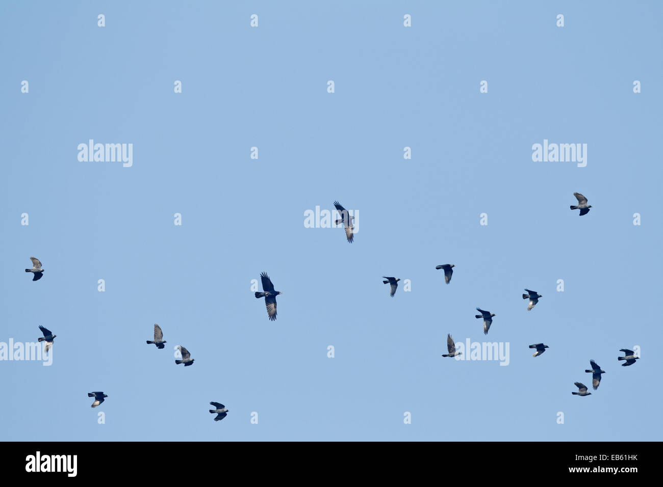La migrazione Jackdaws (Corvus frugilegus) e Rooks (Corvus monedula) in volo Foto Stock