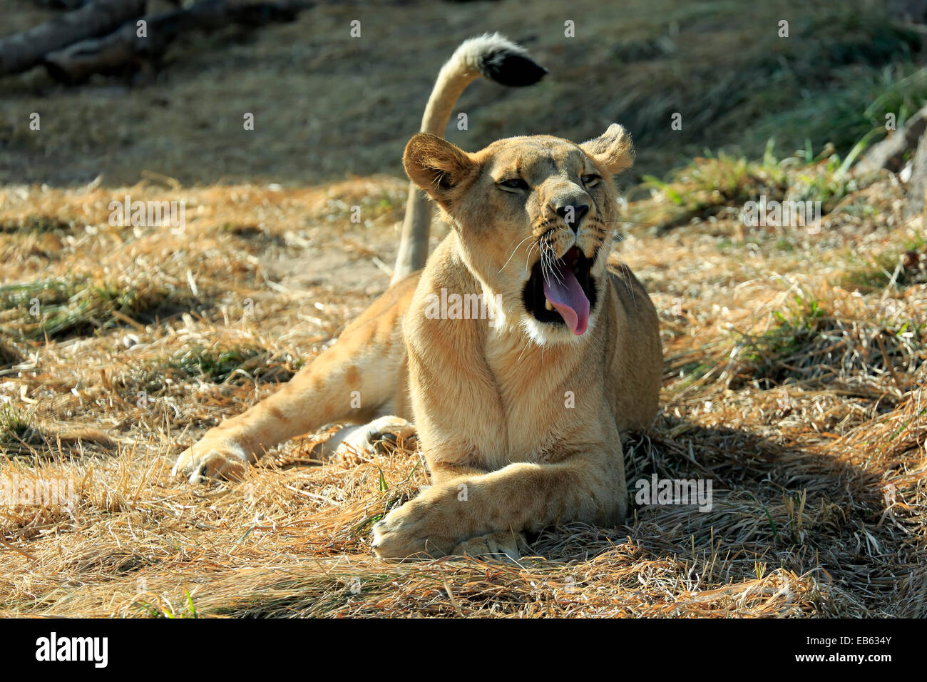 Captive femmina (lion Panthera leo), Zoo di Denver, Denver, Colorado, STATI UNITI D'AMERICA Foto Stock