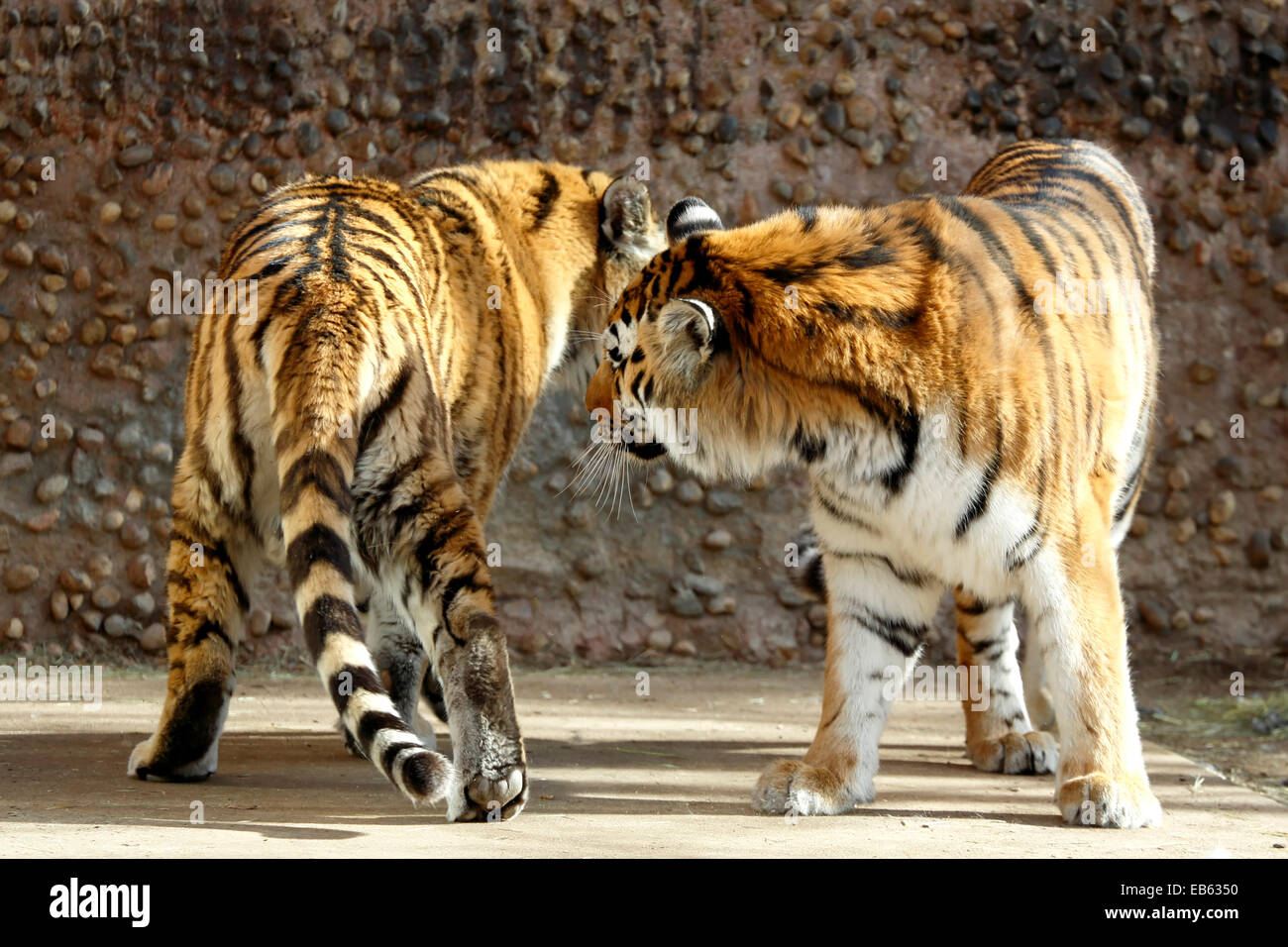 Captive tigri (Panthera tigris), Zoo di Denver, Denver, Colorado, STATI UNITI D'AMERICA Foto Stock