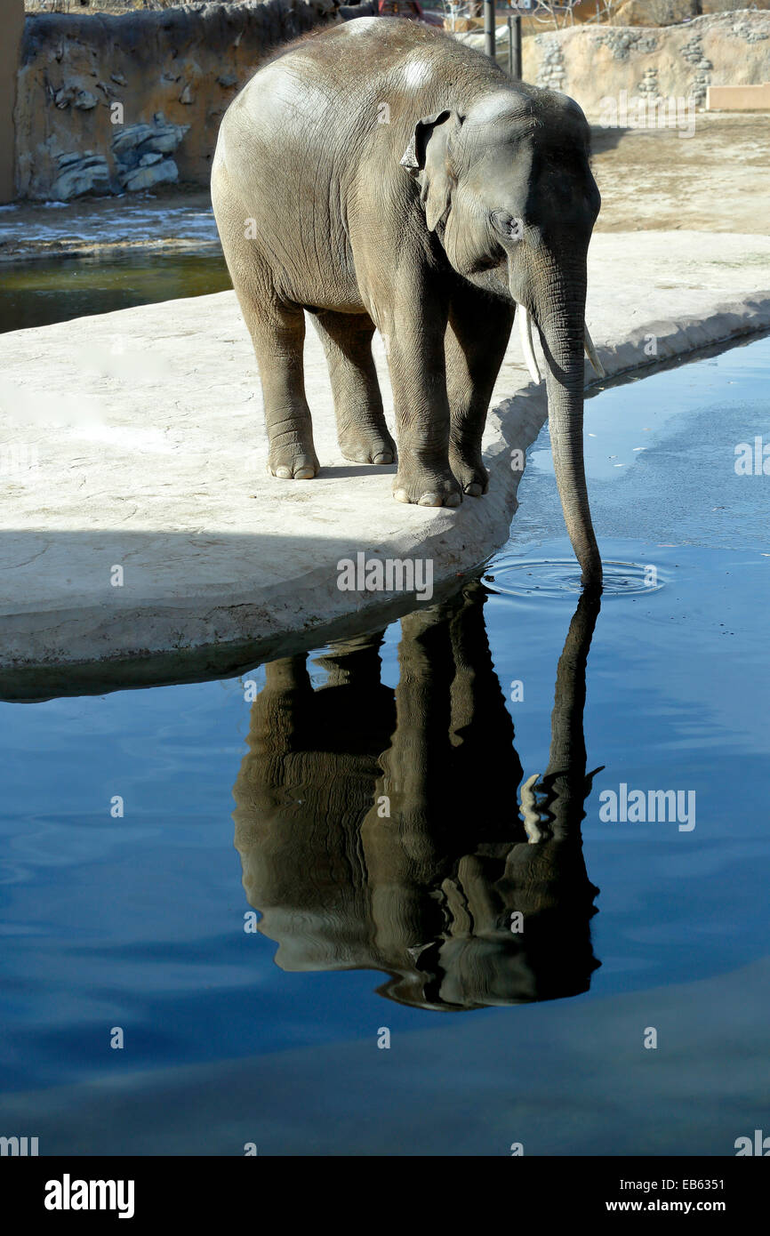 Captive elefante Asiatico (Elephas maximus), Zoo di Denver, Denver, Colorado, STATI UNITI D'AMERICA Foto Stock