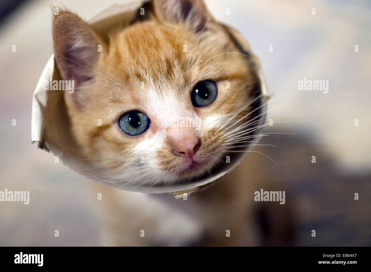 8 settimane vecchio domestico dai capelli corti gattino con il collare protettivo Foto Stock