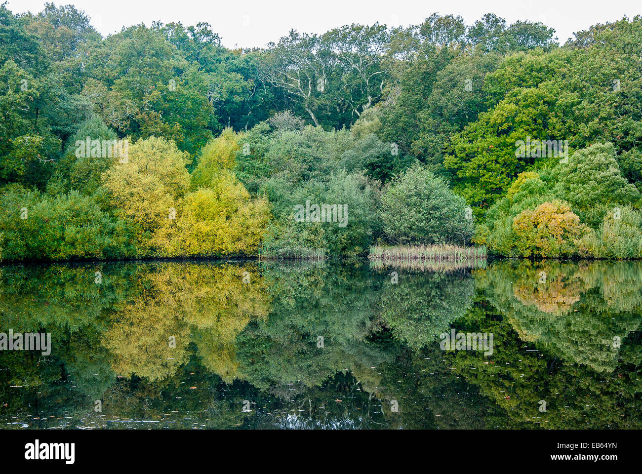 La riflessione di colori autunnali Eyeworth Pond nuova foresta Foto Stock
