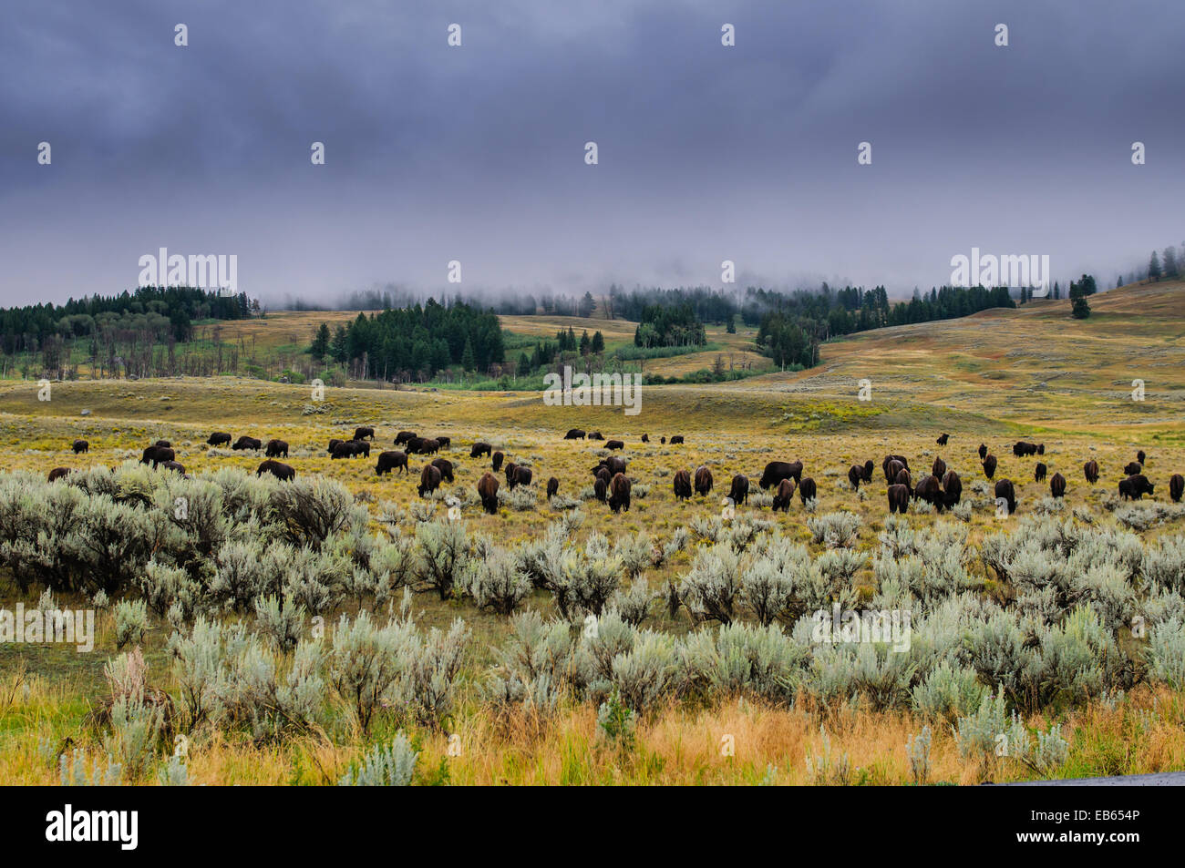 Bisonti selvaggi mandria di Lamar Valley, il Parco Nazionale di Yellowstone Foto Stock