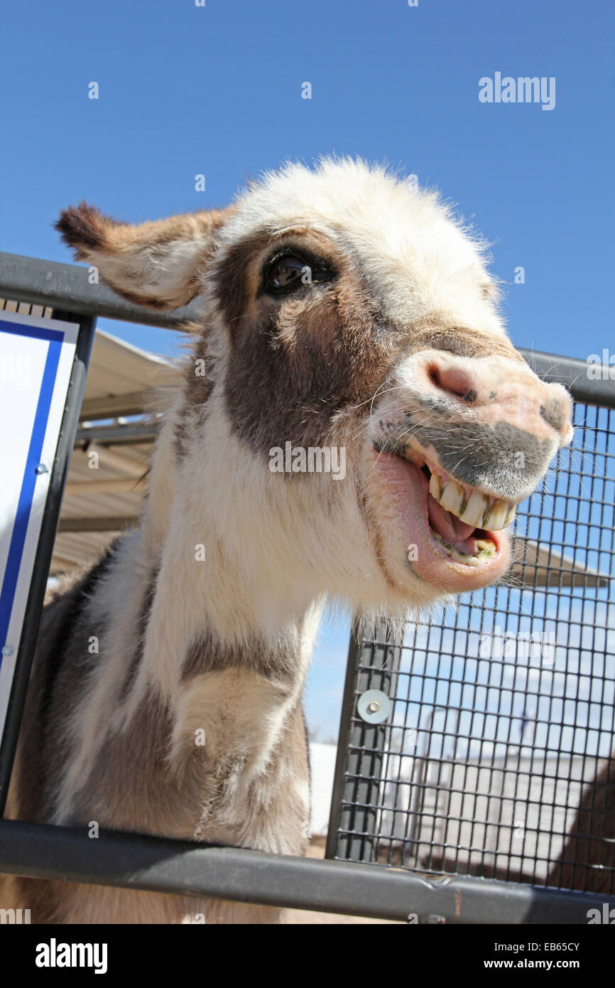 Sorridente asino, Equus africanus asinus Foto Stock