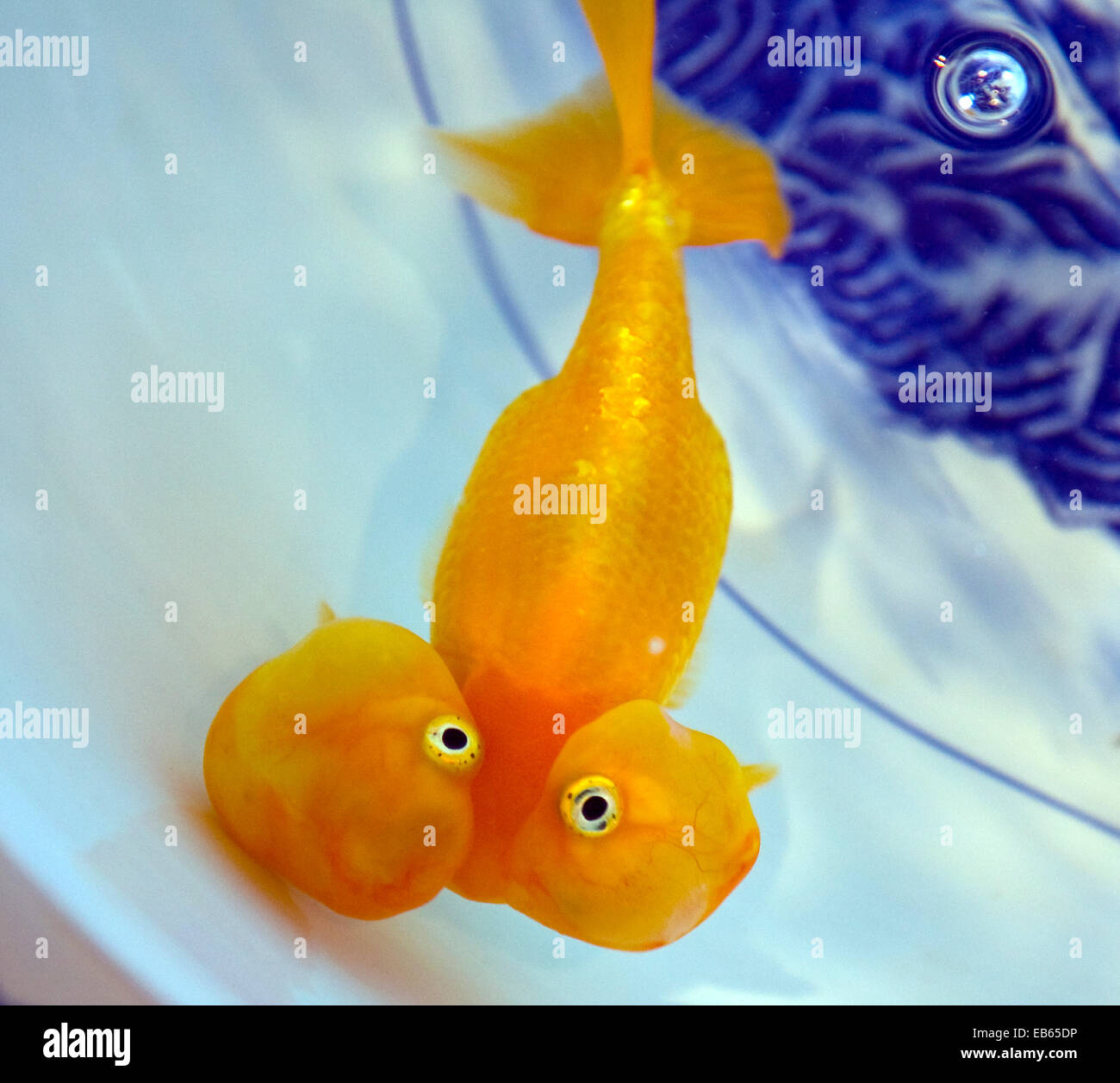 Pesce Rosso Occhio Bolla D'acqua Immagini e Fotos Stock - Alamy