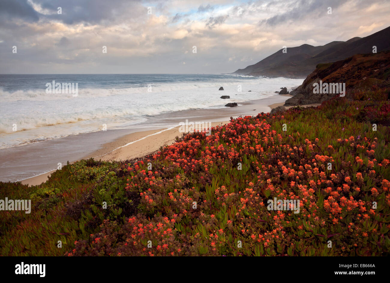 CA02433-00...CALIFORNIA - Pennello fioritura tra la iceplant guardando oltre l'Oceano Pacifico su un burrascoso mattina a Garrapata Foto Stock
