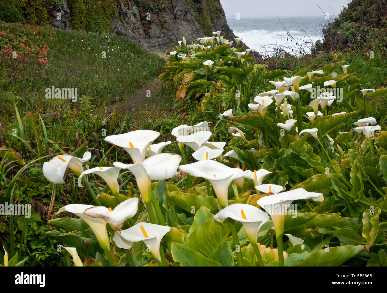 CA02435-00...CALIFORNIA - Calla lilies fiorire lungo la costa del Pacifico a Garrapata State Park. Foto Stock
