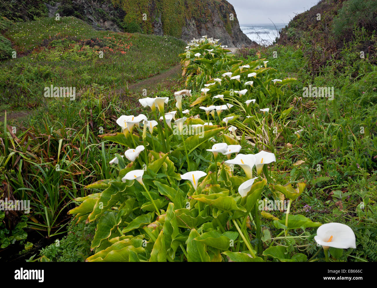 CA02436-00...CALIFORNIA - Calla lilies fiorire lungo la costa del Pacifico a Garrapata State Park. Foto Stock
